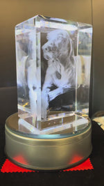 crystal_dog_rectangle_video